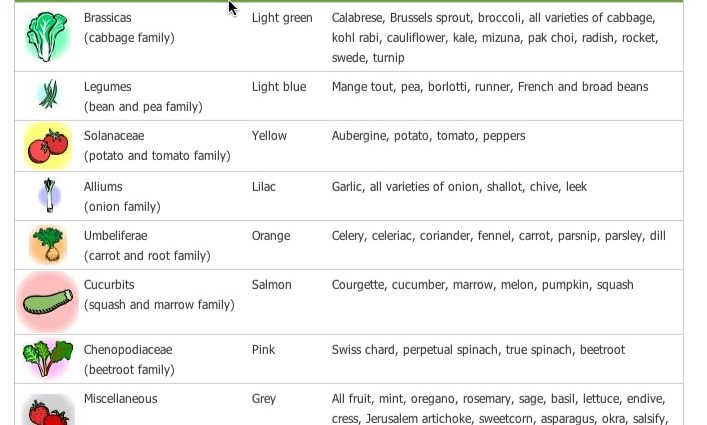 What to plant after radishes: suitable crops