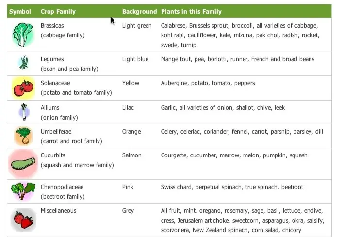 What to plant after radishes: suitable crops