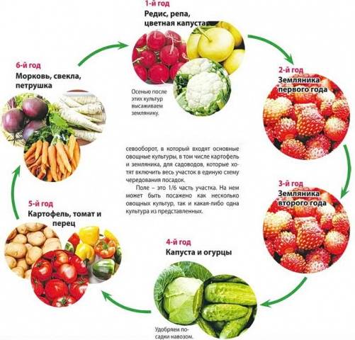 What to plant after strawberries