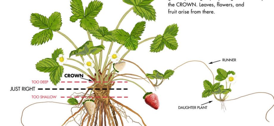 What to plant after strawberries