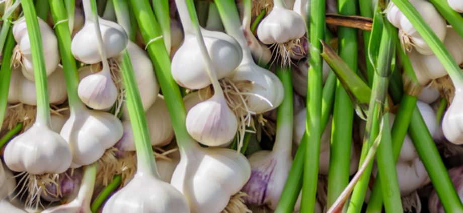 What to plant in the garden with garlic, who to choose as neighbors?