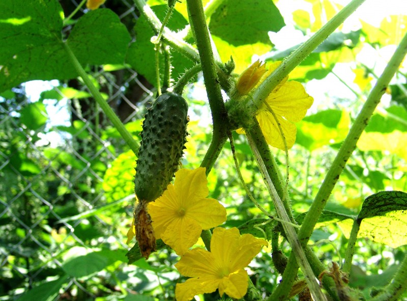 What varieties of cucumbers are the most productive