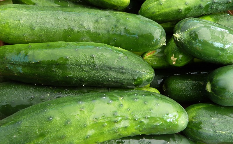 What varieties of cucumbers are the most productive