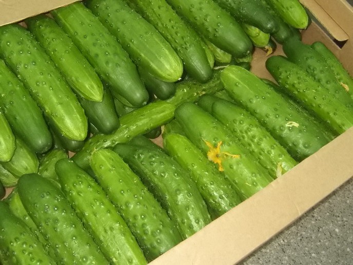 What varieties of cucumbers are the most productive