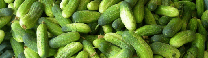 What varieties of cucumbers are the most productive