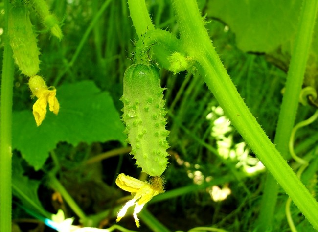 What varieties of cucumbers are the most productive