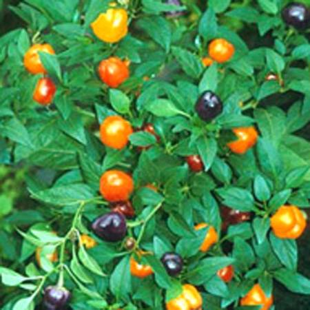 What varieties of peppers grow fruit up