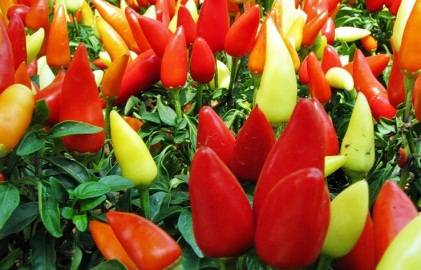 What varieties of peppers grow fruit up