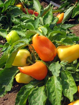 What varieties of peppers grow fruit up