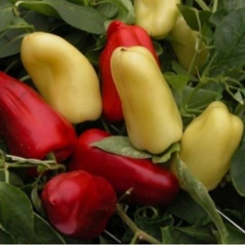 What varieties of peppers grow fruit up