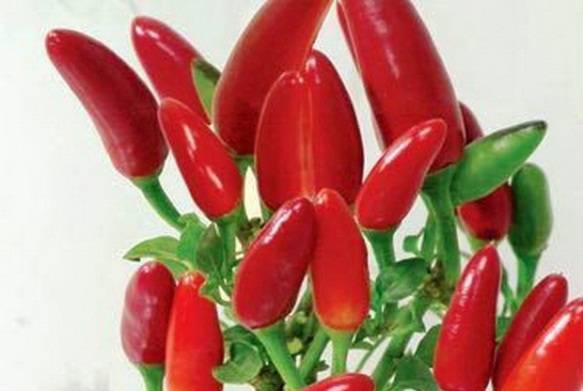 What varieties of peppers grow fruit up