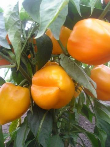 What varieties of peppers grow fruit up