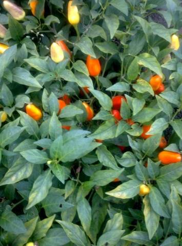 What varieties of peppers grow fruit up