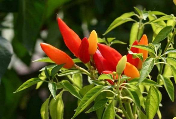 What varieties of peppers grow fruit up