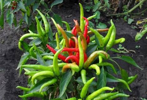 What varieties of peppers grow fruit up