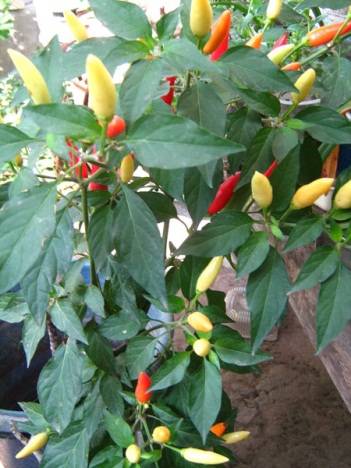 What varieties of peppers grow fruit up