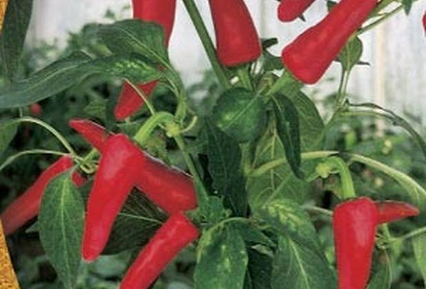 What varieties of peppers grow fruit up