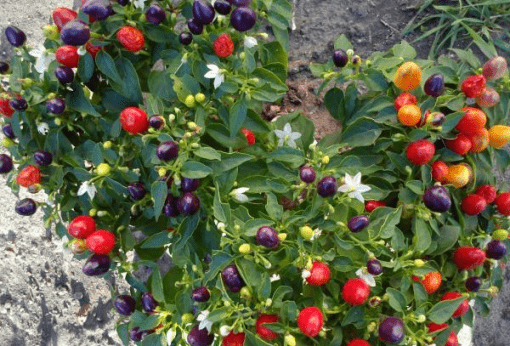 What varieties of peppers grow fruit up