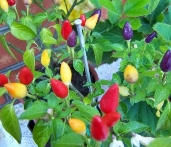 What varieties of peppers grow fruit up