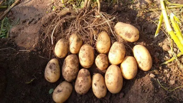 What varieties of potatoes are the most crumbly and delicious