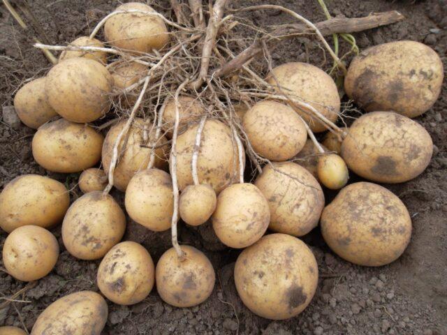 What varieties of potatoes are the most crumbly and delicious