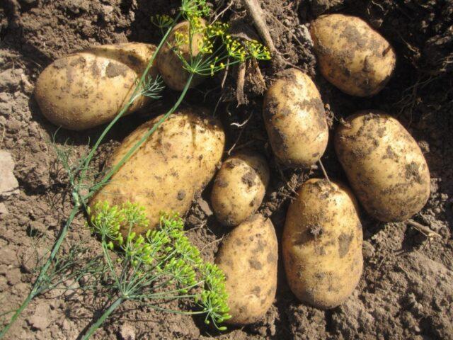 What varieties of potatoes are the most crumbly and delicious