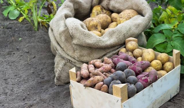 What varieties of potatoes to choose for storage