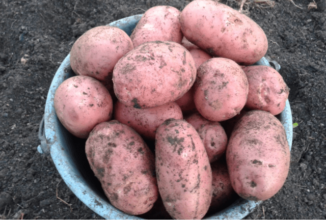 What varieties of potatoes to choose for storage