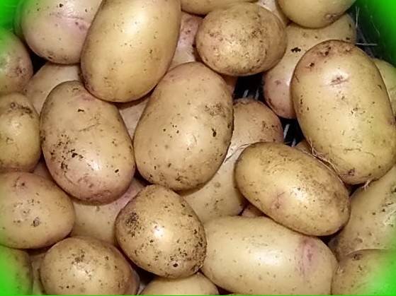 What varieties of potatoes to choose for storage