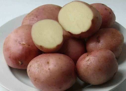 What varieties of potatoes to choose for storage