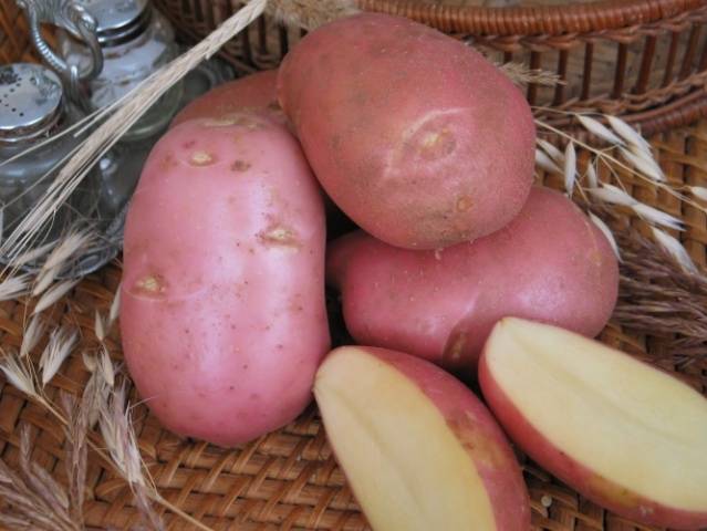 What varieties of potatoes to choose for storage