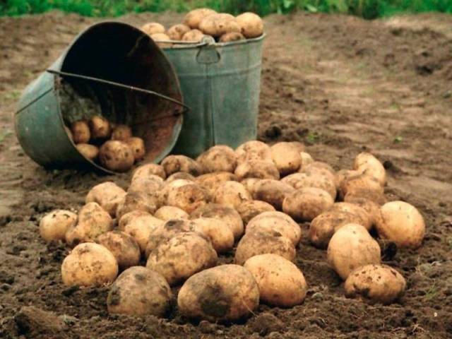 What varieties of potatoes to choose for storage