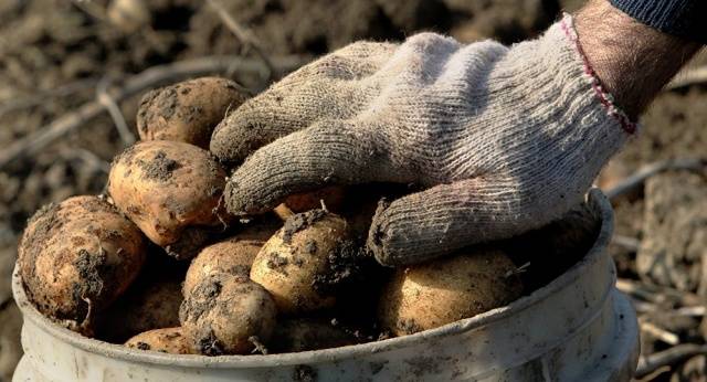 What varieties of potatoes to choose for storage