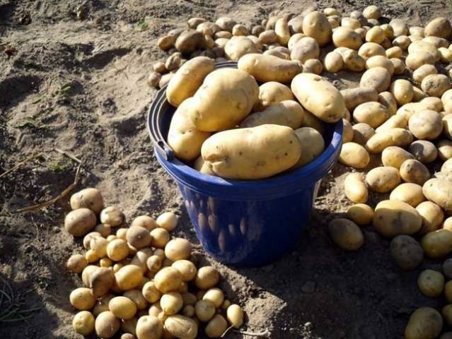 What varieties of potatoes to choose for storage