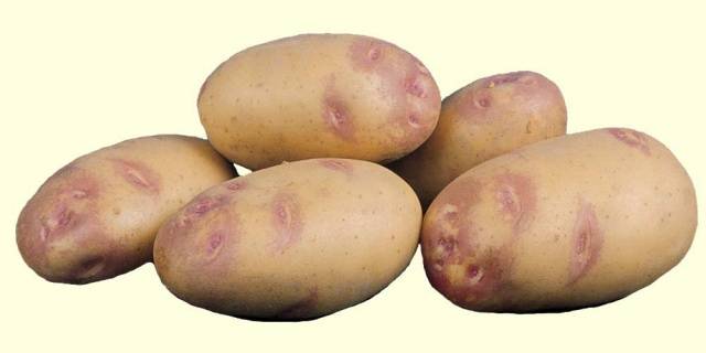 What varieties of potatoes to choose for storage