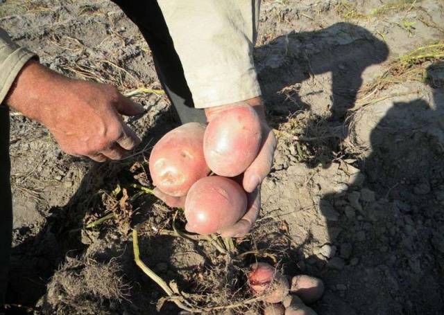 What varieties of potatoes to choose for storage