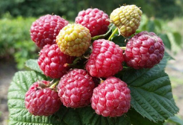 What varieties of raspberries are large and very sweet