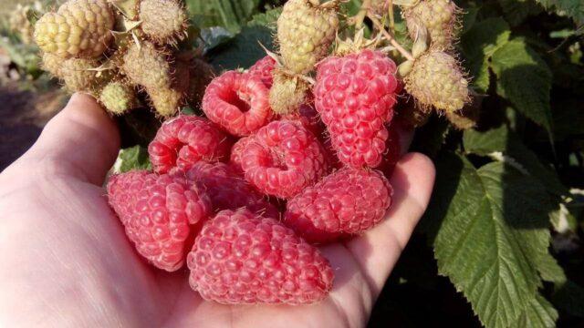 What varieties of raspberries are large and very sweet