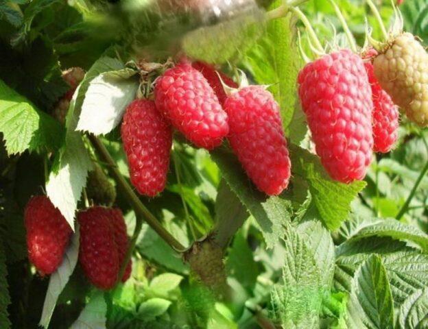 What varieties of raspberries are large and very sweet