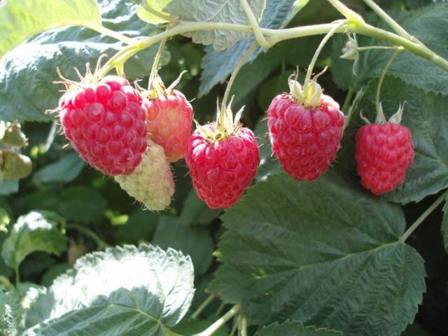 What varieties of raspberries are large and very sweet