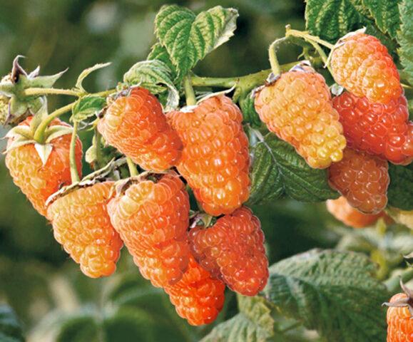 What varieties of raspberries are large and very sweet