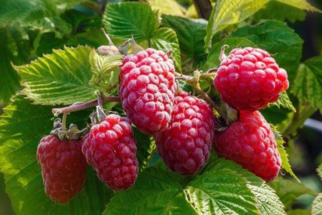 What varieties of raspberries are large and very sweet