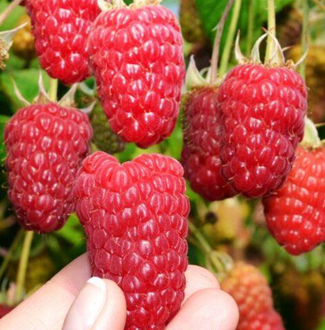 What varieties of raspberries are large and very sweet