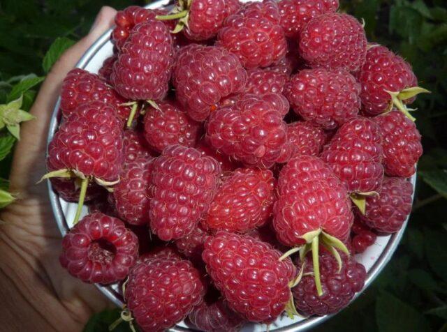 What varieties of raspberries are large and very sweet