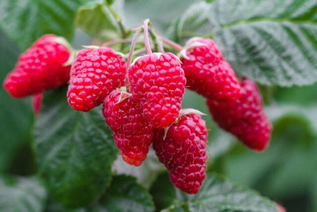 What varieties of raspberries are large and very sweet