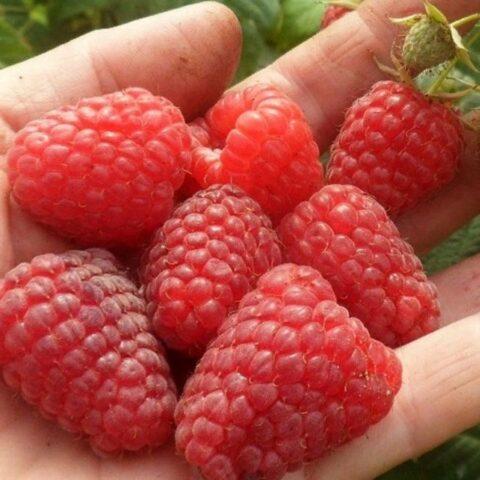 What varieties of raspberries are large and very sweet