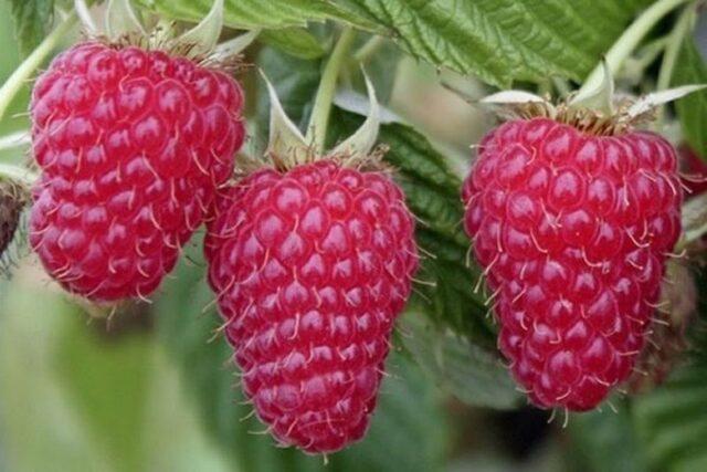 What varieties of raspberries are large and very sweet