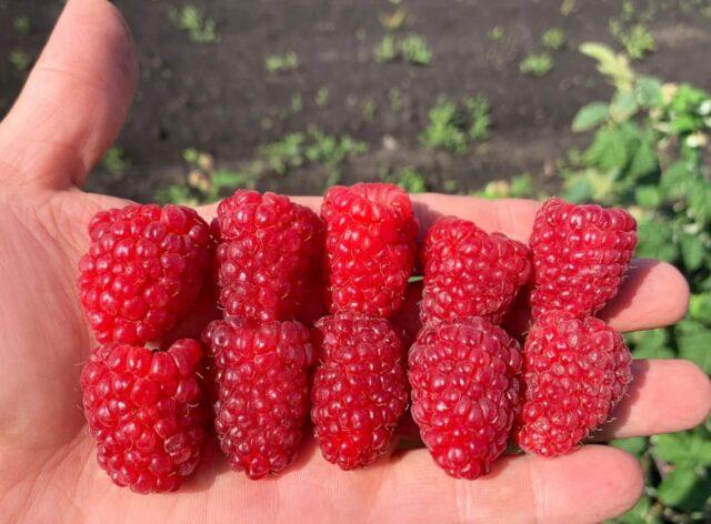 What varieties of raspberries are large and very sweet