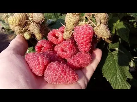 What varieties of raspberries are large and very sweet