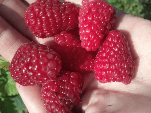 What varieties of raspberries are large and very sweet